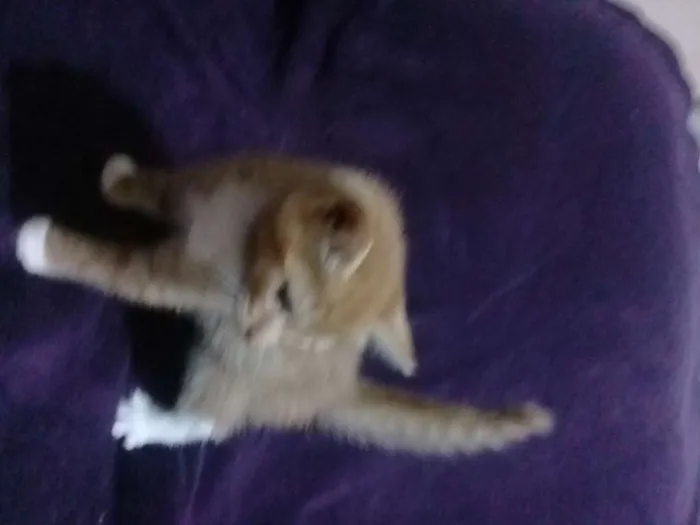 Gato ra a Sem raça definida idade Abaixo de 2 meses nome Bebês