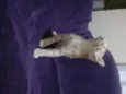 Bebês