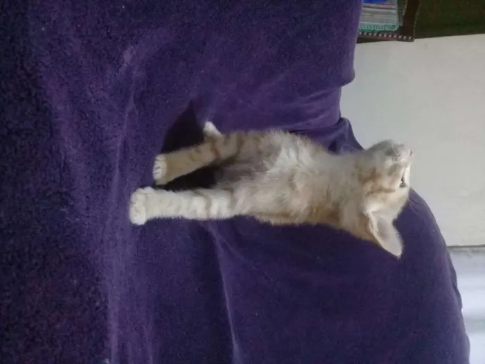 Gato ra a Sem raça definida idade Abaixo de 2 meses nome Bebês