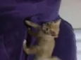 Bebês