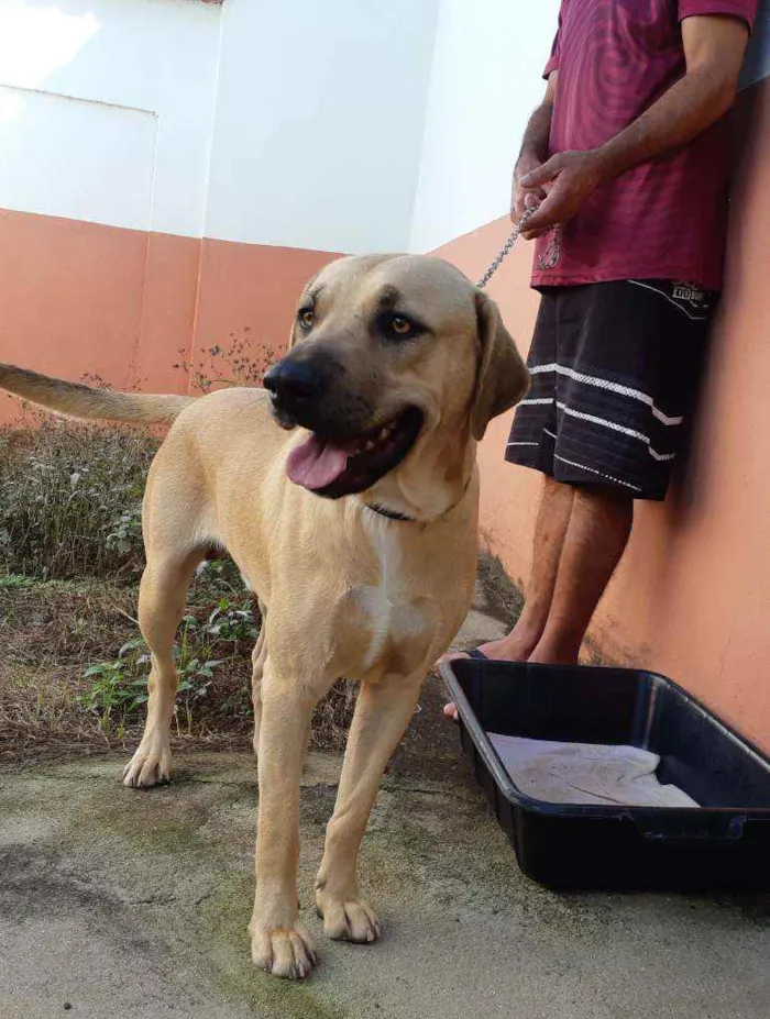 Cachorro raça SRD idade 1 ano nome Guegueta