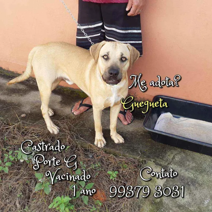 Cachorro raça SRD idade 1 ano nome Guegueta