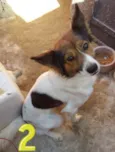 Luci