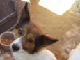Luci