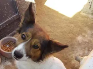 Cachorro raça Indefinida  idade 2 anos nome Luci
