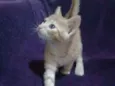 Bebês