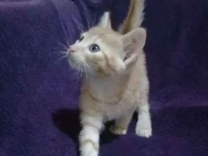 Gato raça Sem raça definida idade Abaixo de 2 meses nome Bebês