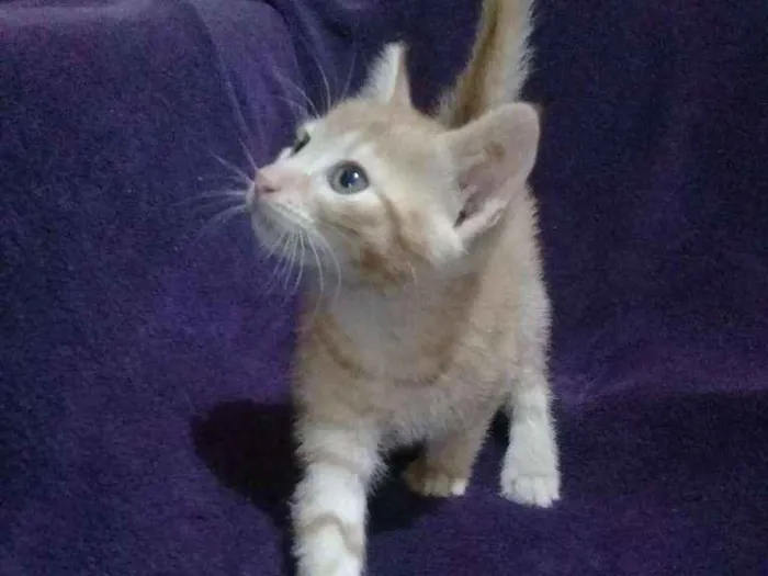 Gato ra a Sem raça definida idade Abaixo de 2 meses nome Bebês