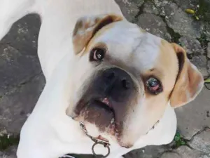 Cachorro raça Bulldog idade 4 anos nome Jack -Bulldog Inglês