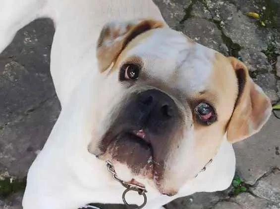 Cachorro ra a Bulldog idade 4 anos nome Jack -Bulldog Inglês