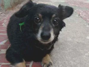 Cachorro raça Vira Lata idade 6 ou mais anos nome Rebeca