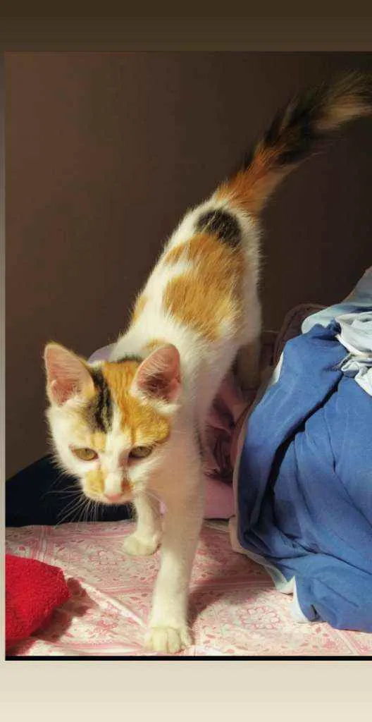 Gato ra a Vira lata idade Abaixo de 2 meses nome Mia