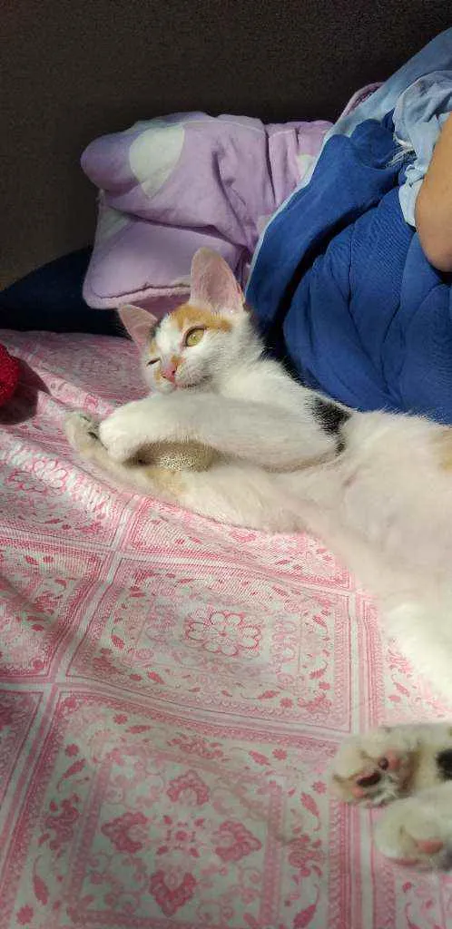 Gato ra a Vira lata idade Abaixo de 2 meses nome Mia