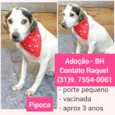 Pipoca