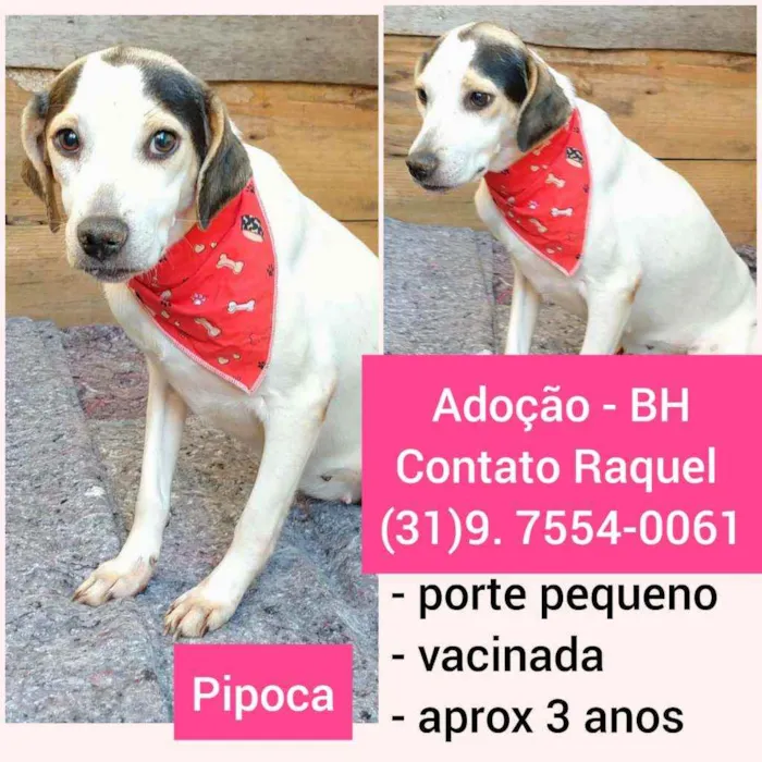 Cachorro raça SRD idade 3 anos nome Pipoca