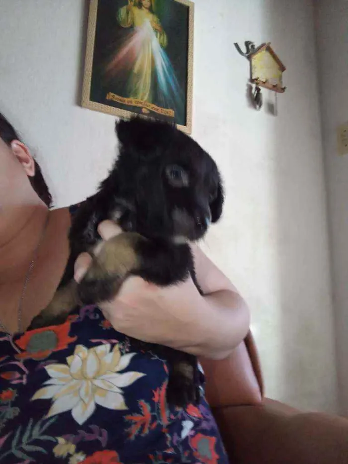 Cachorro raça Srd idade Abaixo de 2 meses nome Sem nome