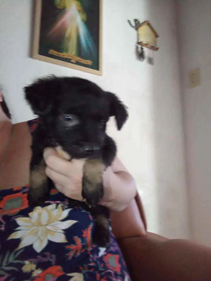 Cachorro raça Srd idade Abaixo de 2 meses nome Sem nome