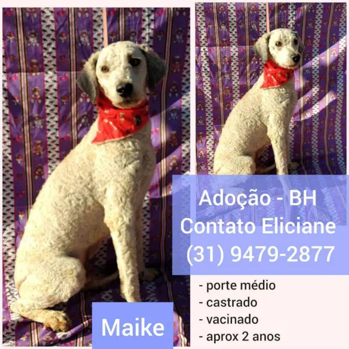Cachorro raça SRD idade 2 anos nome Maike