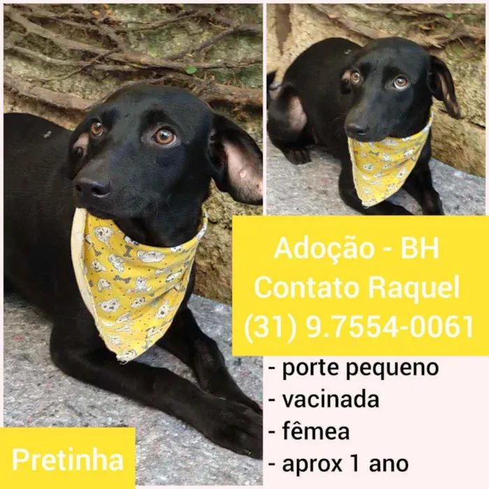 Cachorro raça SRD idade 1 ano nome Pretinha 