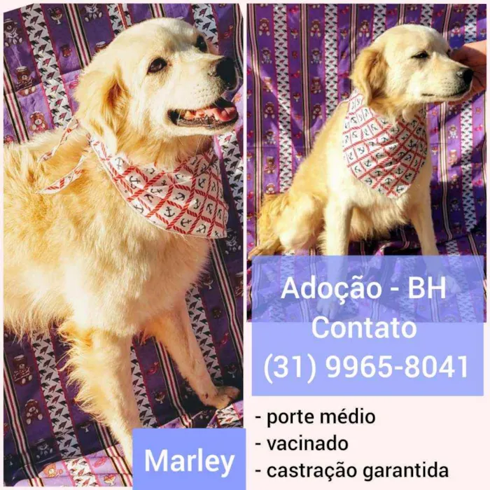 Cachorro raça SRD idade  nome Marley