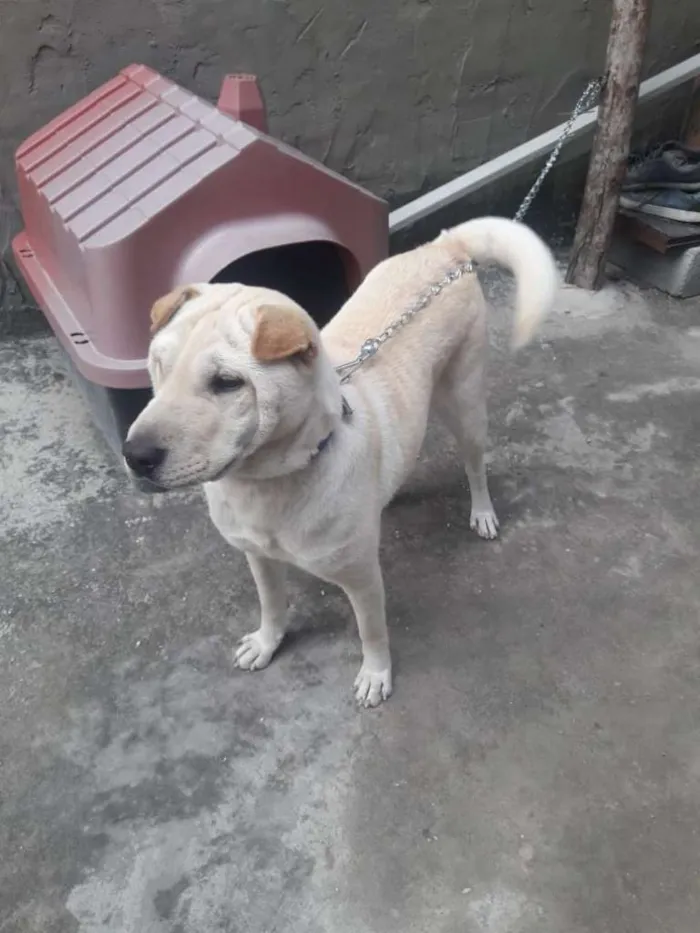 Cachorro ra a  idade 1 ano nome Safira