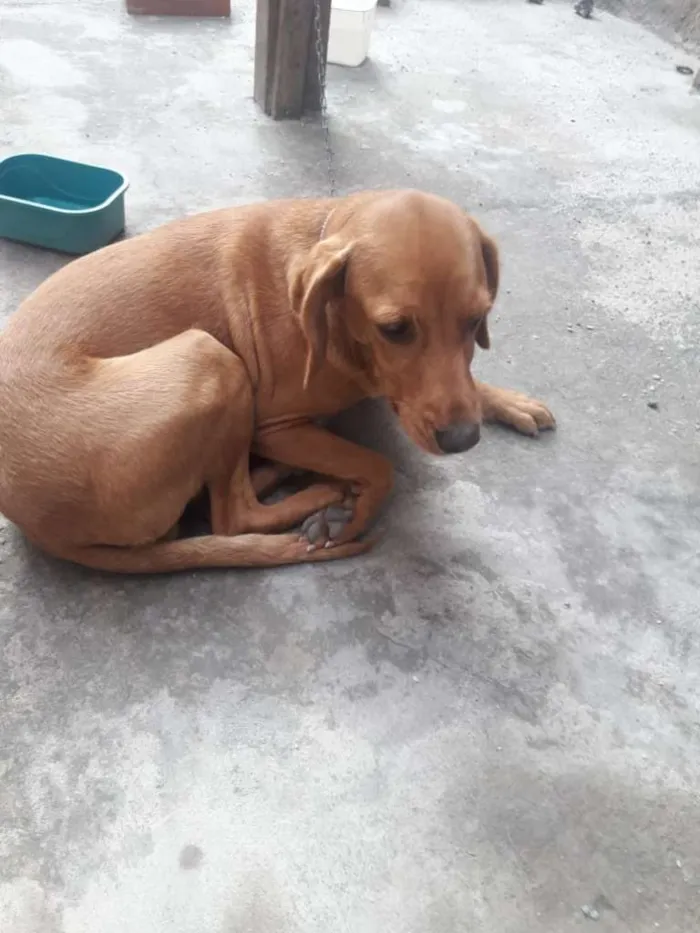 Cachorro ra a  idade 5 anos nome Amarelinha