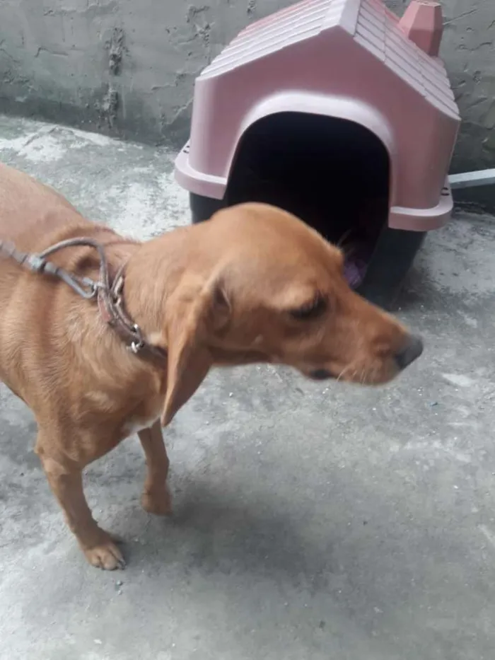 Cachorro ra a  idade 5 anos nome Amarelinha