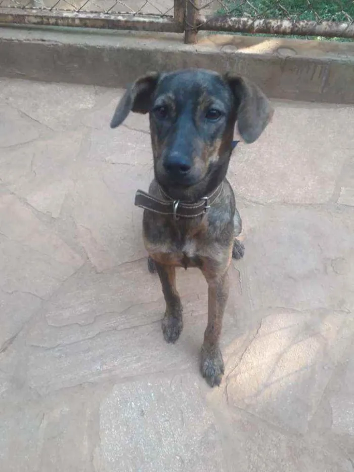Cachorro raça SRD idade 7 a 11 meses nome Chumbinho