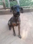 Chumbinho