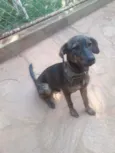 Chumbinho