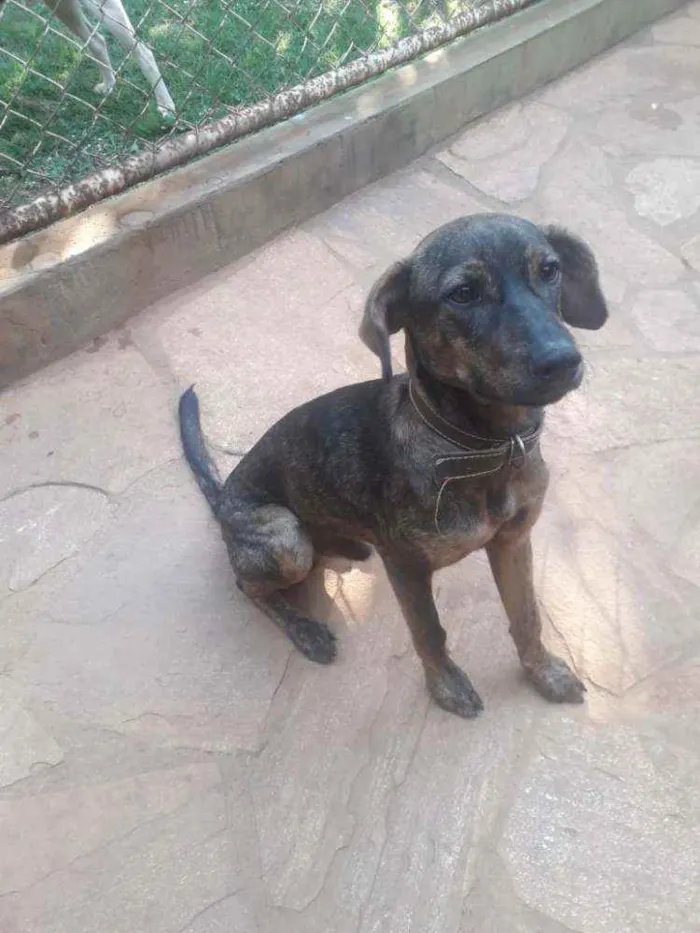 Cachorro raça SRD idade 7 a 11 meses nome Chumbinho