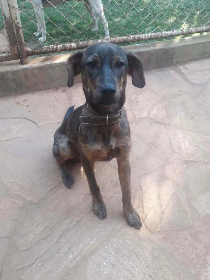 Cachorro raça SRD idade 7 a 11 meses nome Chumbinho