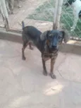 Chumbinho
