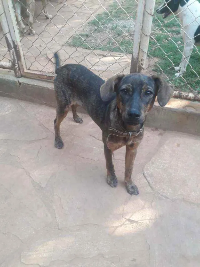 Cachorro raça SRD idade 7 a 11 meses nome Chumbinho