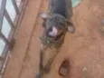 Chumbinho