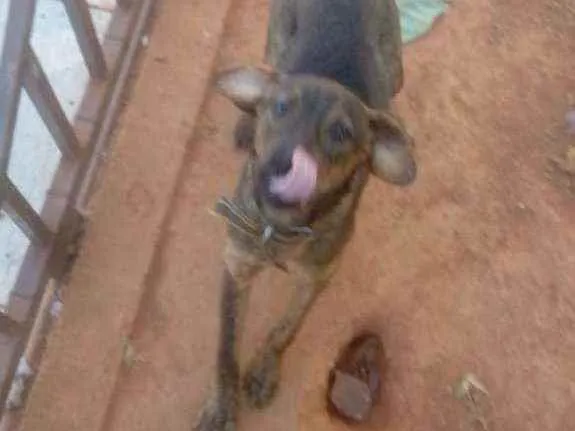 Cachorro raça SRD idade 7 a 11 meses nome Chumbinho