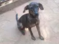 Chumbinho