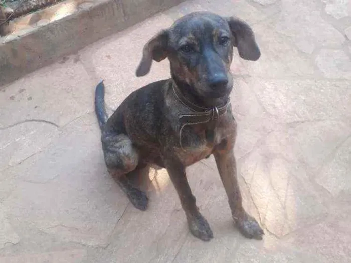Cachorro raça SRD idade 7 a 11 meses nome Chumbinho