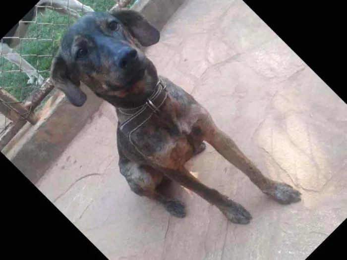 Cachorro raça SRD idade 7 a 11 meses nome Chumbinho