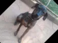 Chumbinho