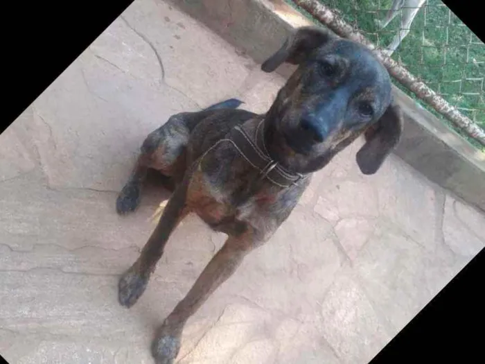 Cachorro raça SRD idade 7 a 11 meses nome Chumbinho