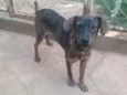 Chumbinho