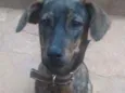 Chumbinho