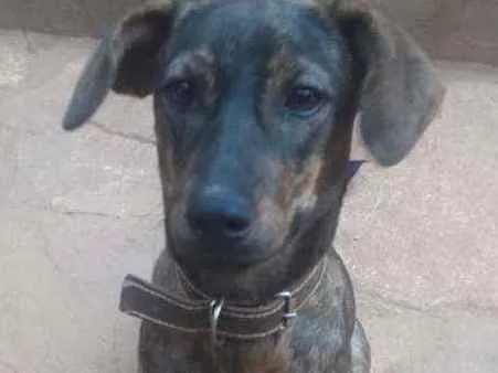 Cachorro raça SRD idade 7 a 11 meses nome Chumbinho