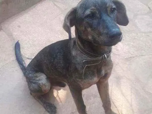 Cachorro raça SRD idade 7 a 11 meses nome Chumbinho