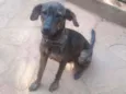 Chumbinho
