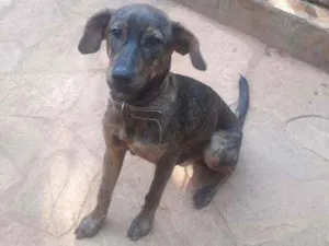 Cachorro raça SRD idade 7 a 11 meses nome Chumbinho