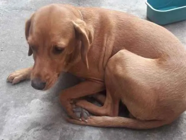 Cachorro ra a  idade 5 anos nome Amarelinha