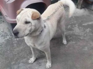 Cachorro raça  idade 1 ano nome Safira