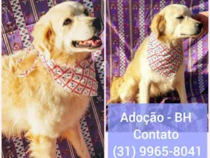 Cachorro raça SRD idade  nome Marley